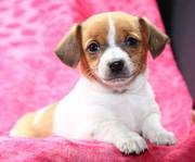 Toy Rat Terrier puppies for sale in acaring family