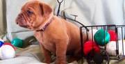 Dog de bordeaux puppies for sale