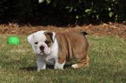 Healthy English BullDog Puppies For Nice Homes