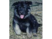 german sheperd puppies for sale in a good home