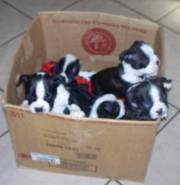 Boston Terrier Puppies for good homes