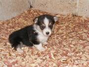 Nice Looking Pembroke Welsh Corgi Puppies