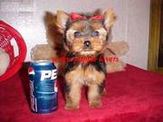 New Year Gift Yorkshire Terrier(teacup) puppies