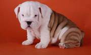 English Bulldog Puppies For Sale