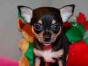 Tea cup chihuahua puppies available