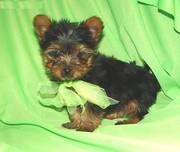 Excellent Yorkshire Terrier Puppies for New Year