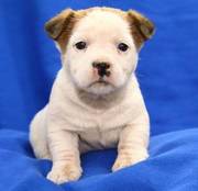 Jack Russell puppies for sale