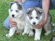 Male And Female Siberian Huskies puppies looking for new home