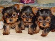 adorable yorkie puppies