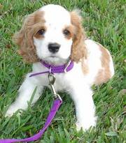 Cocker Spaniel Puppy For Sale