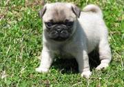 lovely female pug puppy for good homes(williamdenis789@yahoo.com)