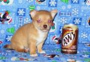 Teacup Chihuahua Puppies For Sale