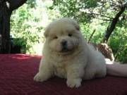 Chow Chow Puppies for sale