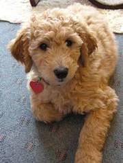 Emma the Goldend poodle puppy