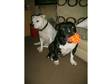 2 Beatiful Staffordshire Bull Terriers