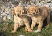 Well Trained Golden Retriever Puppies For Lovely Homes