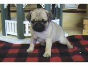 Adorable pug puppies available for good homes