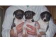 kc reg whippet puppys