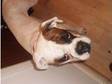 boxer kc reg female. stunning girl sweetest nature , ....