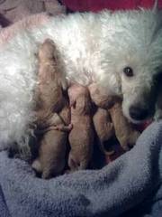 toy poodle puppies