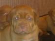 Pedigree KC Registered Dogue De Bordeaux Puppies in doncaster,  s.yorks