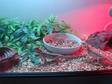 2 Bearded Dragons Male & Female,  4 Ft Viv Set Up