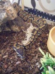 snakes three royal ball pythons for sale