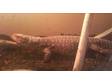 MONITOR LIZARD,  Pet,  Lizards,  grizzle,  male,  medium, ....