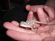 Two Bearded Dragon Lizard Babies