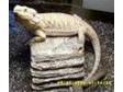 £350 - 2 BEARDED dragons with vivarium