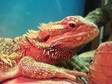 Proven female bearded dragon. I have a female Beardy....