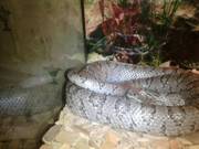 Corn snake and Vivarium for sale