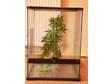 CREASTED GECKO Vivarium 24in x 18in x 18in vivarium in....