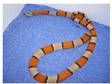 Blairs Kingsnake for Sale