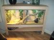 Stunning 4 Ft Beech Corner Vivarium Full Set Up