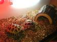 2 Horsefield Tortoises