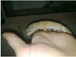 leopard gecko lizard plus tank £100ono