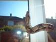 6 foot friendly boa for sale with vivarium. Beautiful....