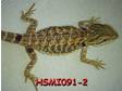 Het Hypo Translucent Bearded Dragons