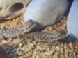 Baby Bearded Dragons