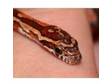 Carolina Corn Snake babies,  all Het. I have five babies....