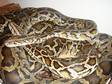 Burmese Python