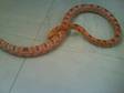 Female Albino Corn Snake