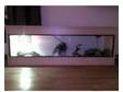 Snake and Vivarium Set-Up For Sale. I have a Caramel....