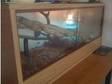 Corn snake including complete vivarium set up £150. Only....