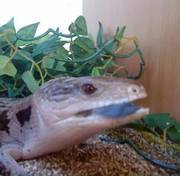 Blue Tongued Skink