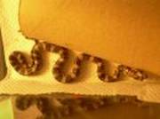 7 CORN SNAKES FOR SALE ~ 13weeks old ~ 5 orange & 2brown