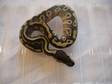 09 Mojave Female