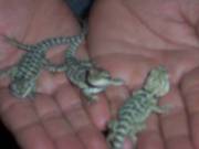 baby bearded dragons