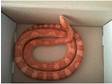 beutiful corn snake for sale